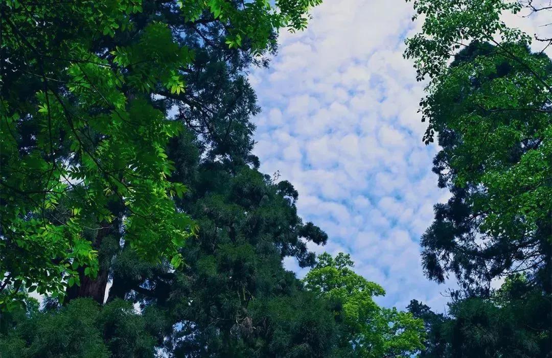 植樹節(jié)|守護綠色家園的秘密武器!