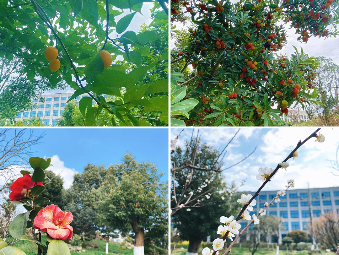 植樹節(jié)|守護綠色家園的秘密武器!