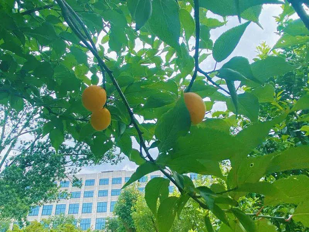 風景這邊獨好!東大環境美景一覽,請查收